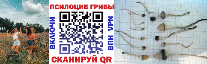 Псилоцибиновые грибы GOLDEN TEACHER  купить наркотик  Трёхгорный 